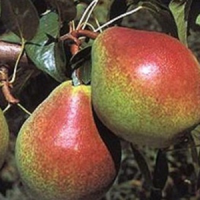 гера 2